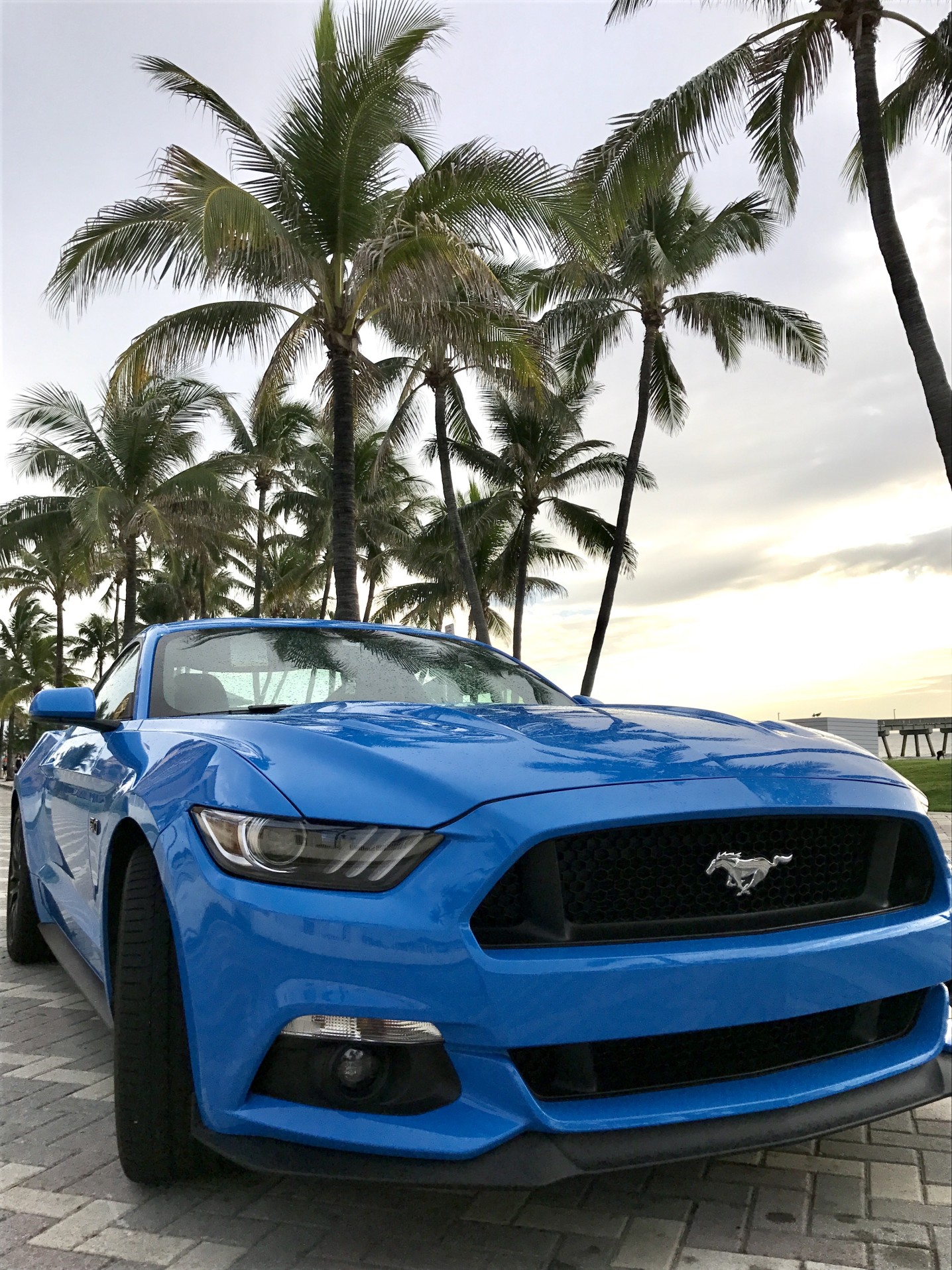 blue-mustang blue-mustang