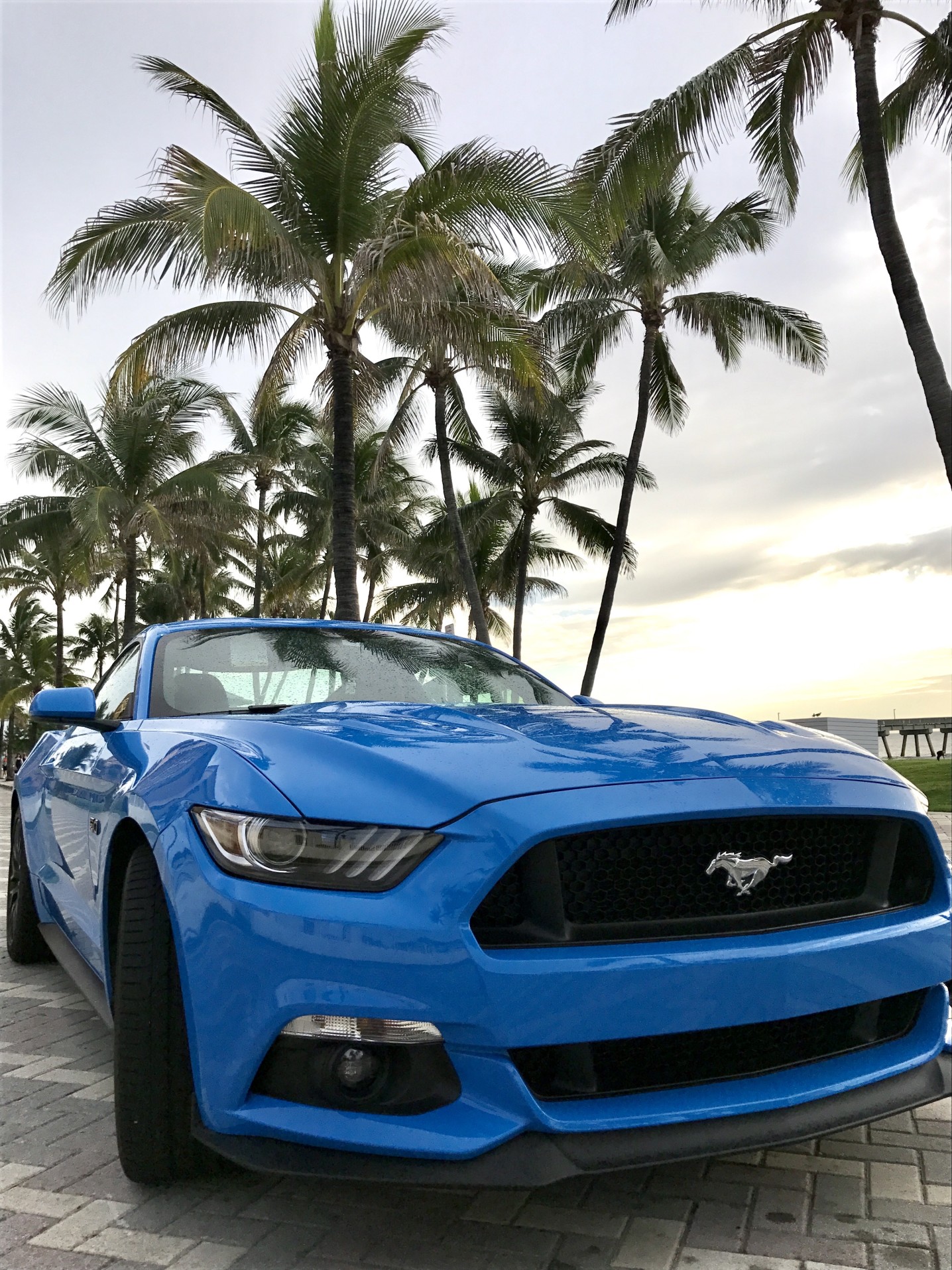 blue-mustang